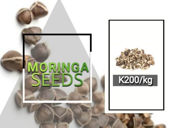 Moringa Oleifera Seeds